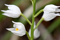 Cephalanthera longifolia
